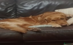 Golden Retriever dogs for sale: Three beautiful retriever puppies  - Image 1