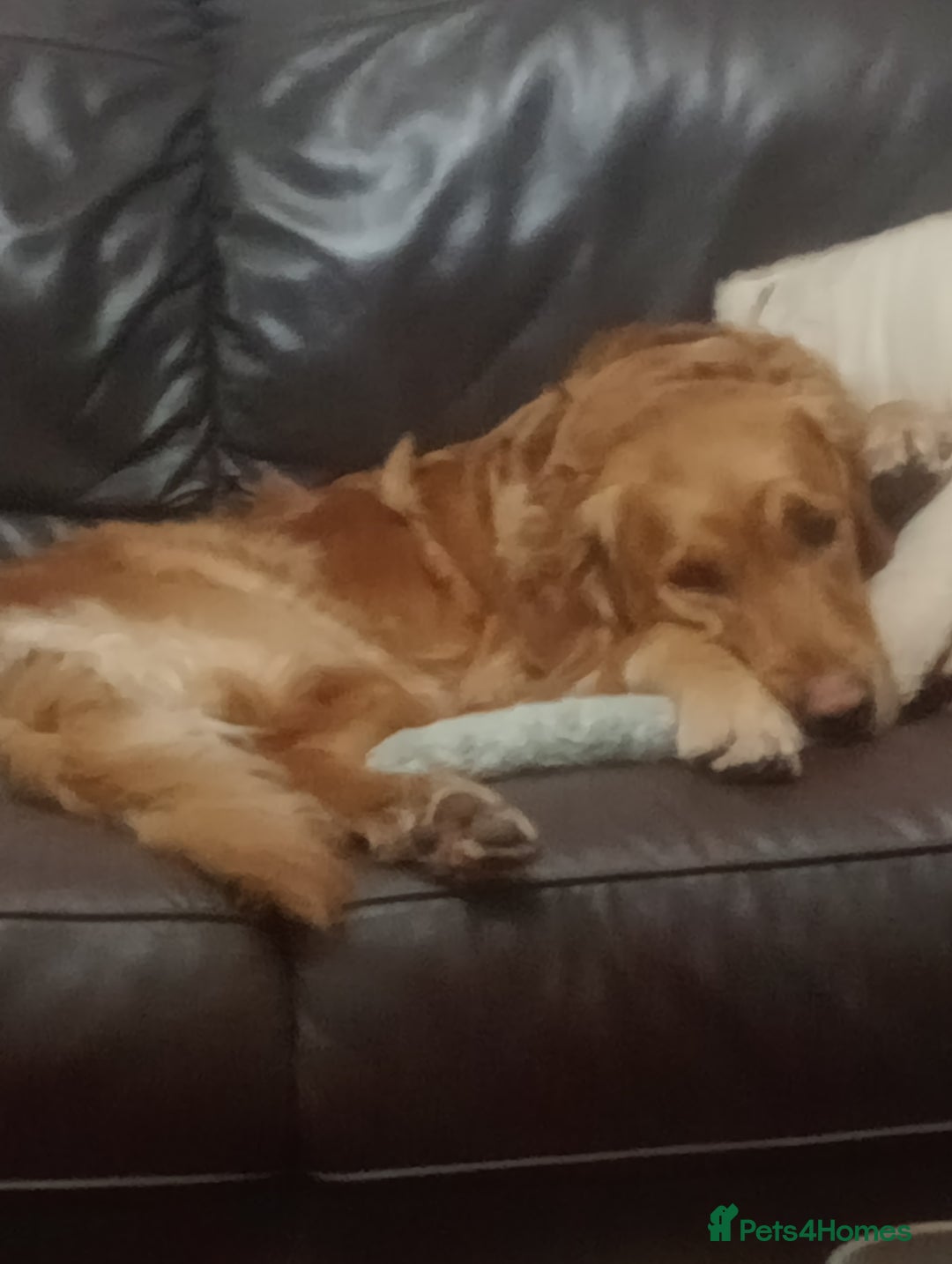 Golden Retriever dogs for sale: Three beautiful retriever puppies  - Image 1