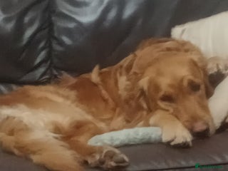 Golden Retriever dogs - Advert 7