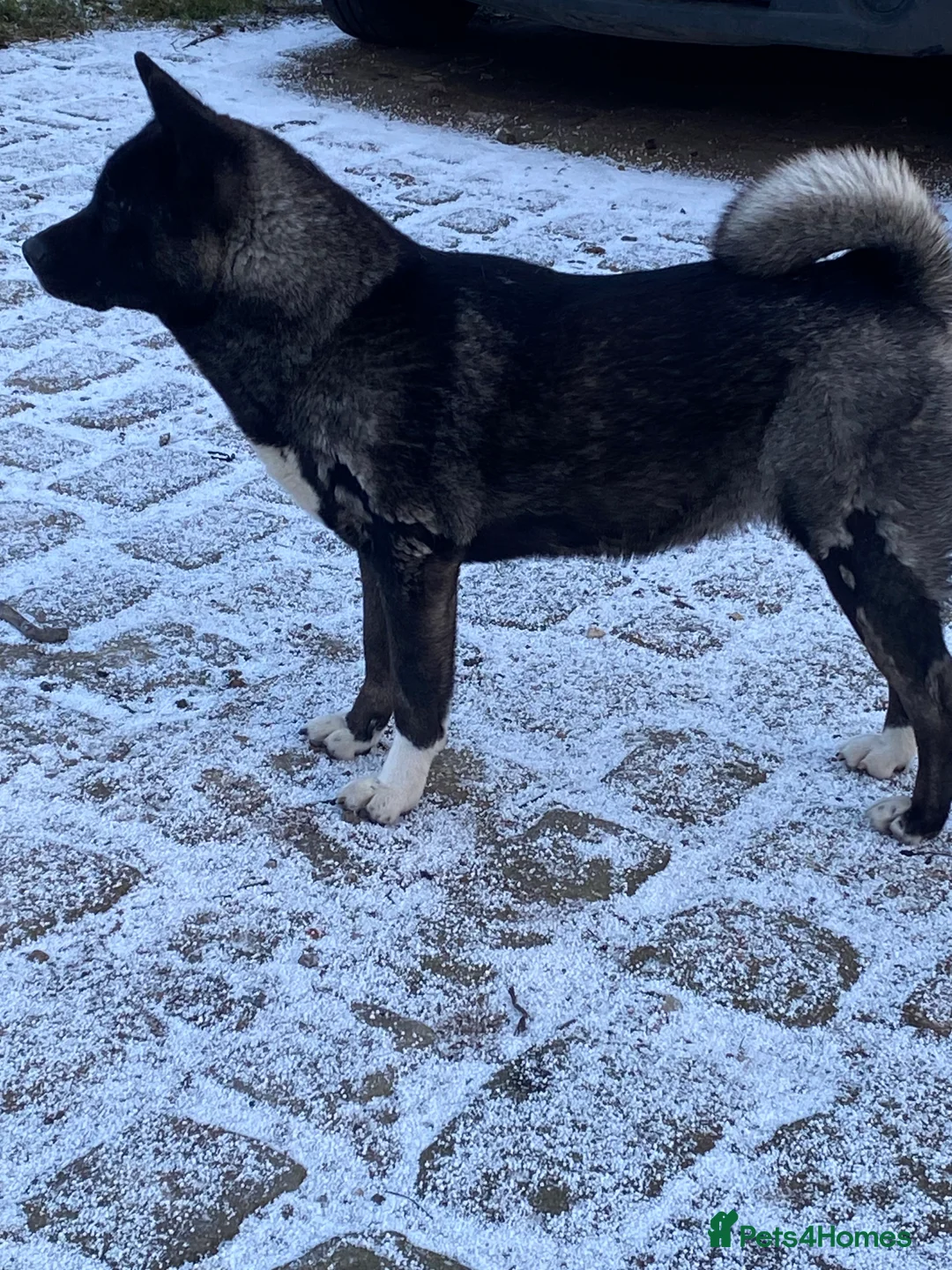 Akita dogs for sale: American Akita Female - Advert 4