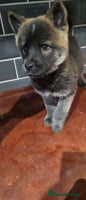 Mixed Breed dogs Two adorable male Chowski pups for sale - Advert 9