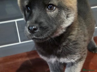 Mixed Breed dogs Two adorable male Chowski pups for sale - Advert 4