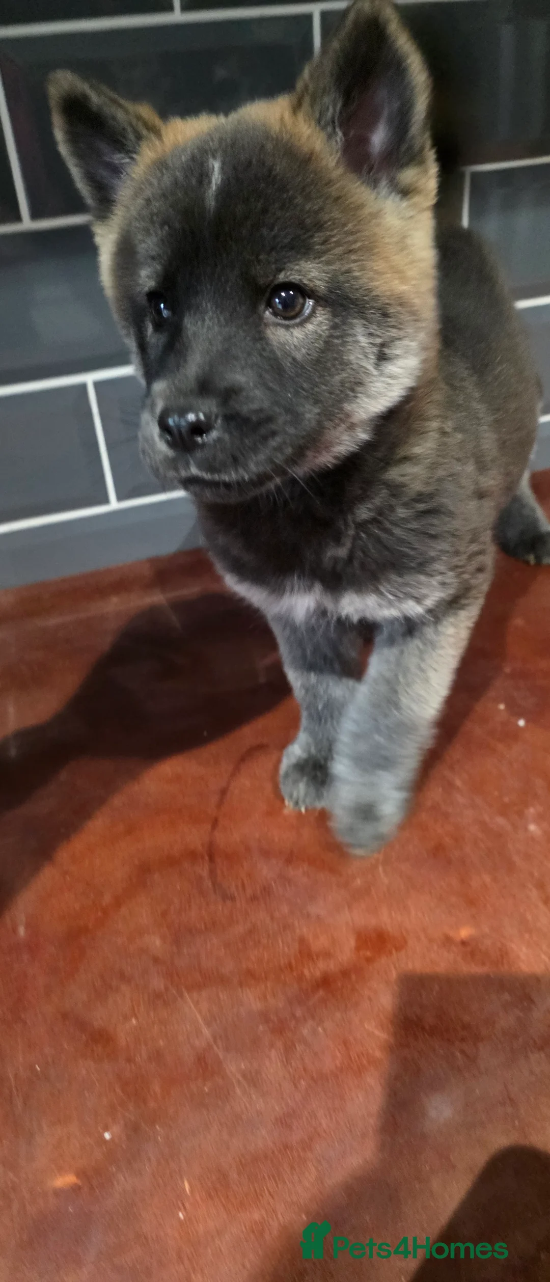 Mixed Breed dogs for sale: adorable male Chowski pup for sale - Advert 34