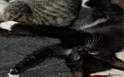 Mixed Breed cats for sale: Friendly playful kittens ready to find thier new  - Image 24