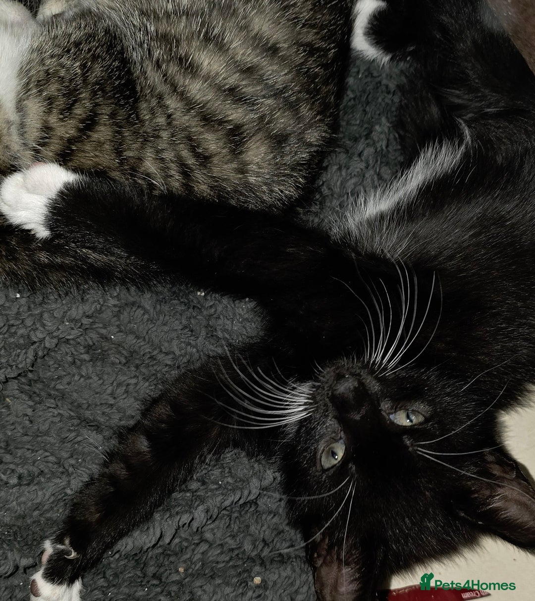 Mixed Breed cats for sale: Friendly playful kittens ready to find thier new  - Image 24