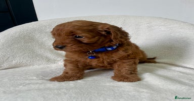 Cockapoo dogs - Advert 14