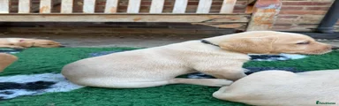 Labrador Retriever 5