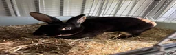 Rex rabbits for sale: Mini  doe/pair - Advert 2