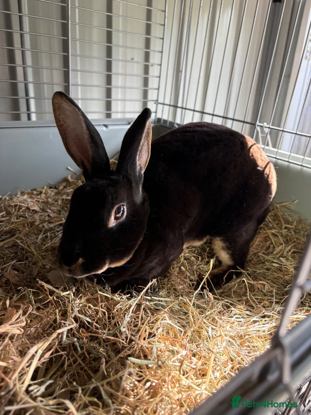 Rex rabbits for sale: Mini  doe/pair - Advert 2