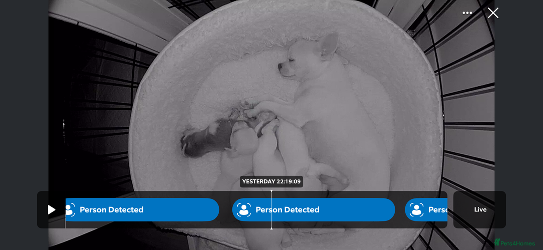 Chihuahua dogs for sale: Pure breed chihuahua puppies  - Advert 3