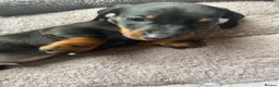 Miniature Dachshund dogs for sale: Miniature dachshund 3 boys 5 girls - Advert 5