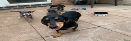 Dachshund dogs for sale: ****4 beautiful boys *** in Nottingham - Advert 33