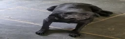 Labrador Retriever dogs for sale: Beautiful Part Trained Black Labrador - Advert 5