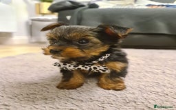 Yorkshire Terrier dogs for sale: Yorkshire Terrier teacup puppies  - Image 6