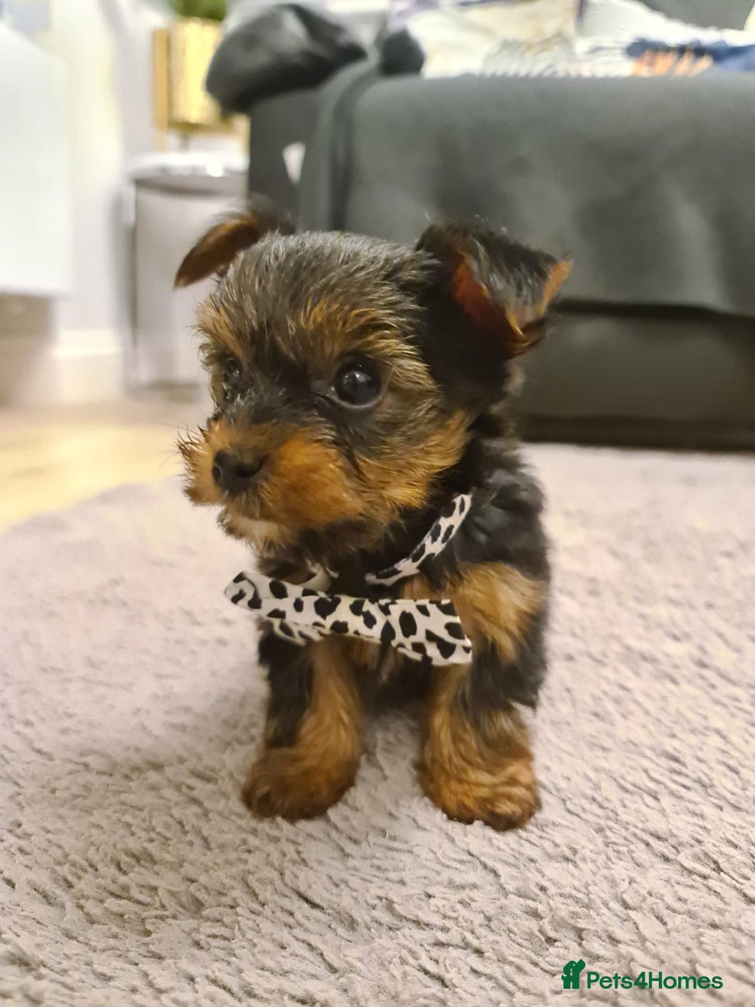 Yorkshire Terrier dogs for sale: Yorkshire Terrier teacup puppies  - Image 6