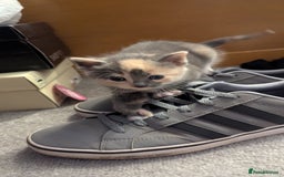 Mixed Breed cats for sale: Little beautiful kittens😀 - Image 10