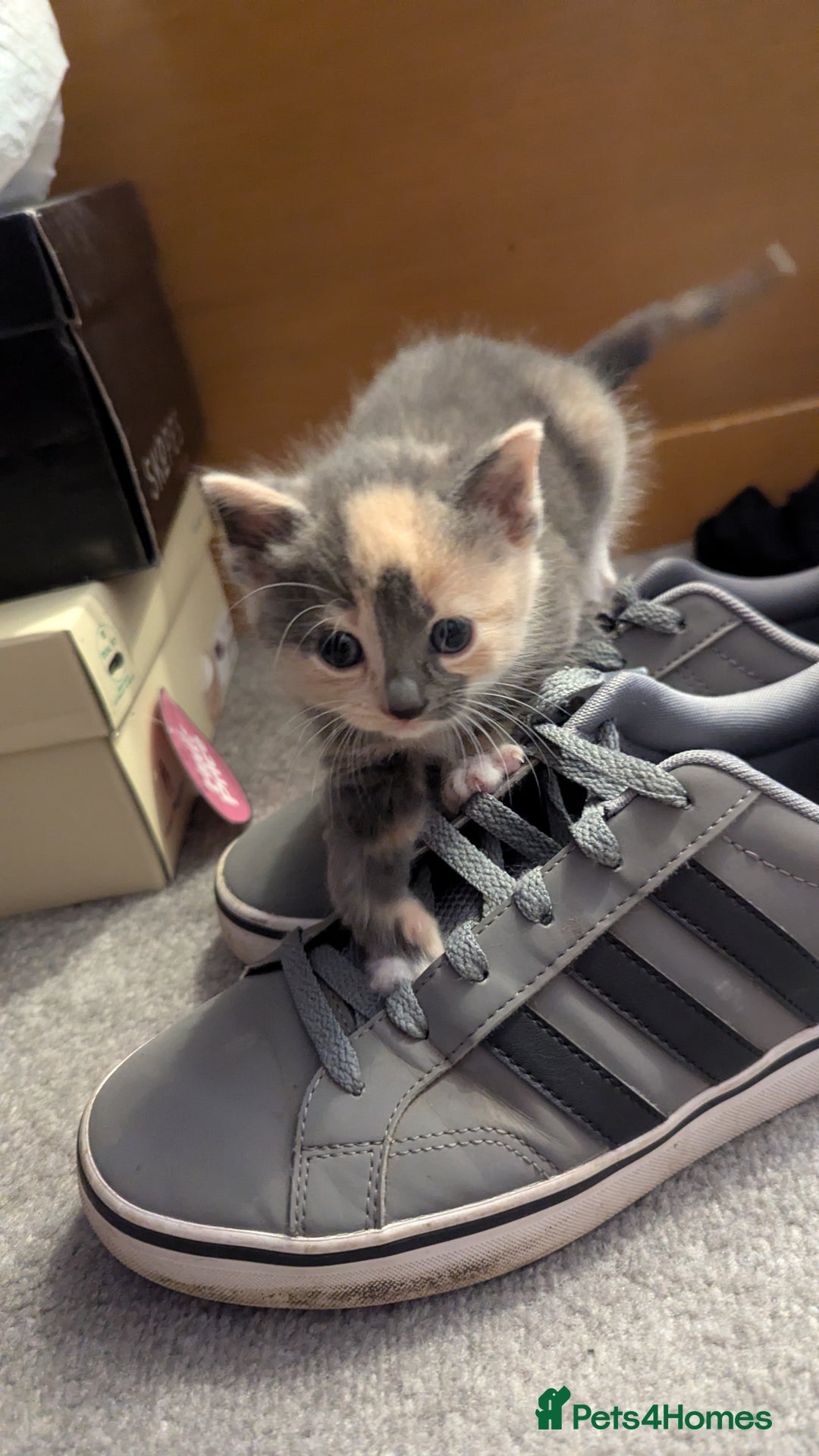 Mixed Breed cats for sale: Little beautiful kittens😀 - Image 10