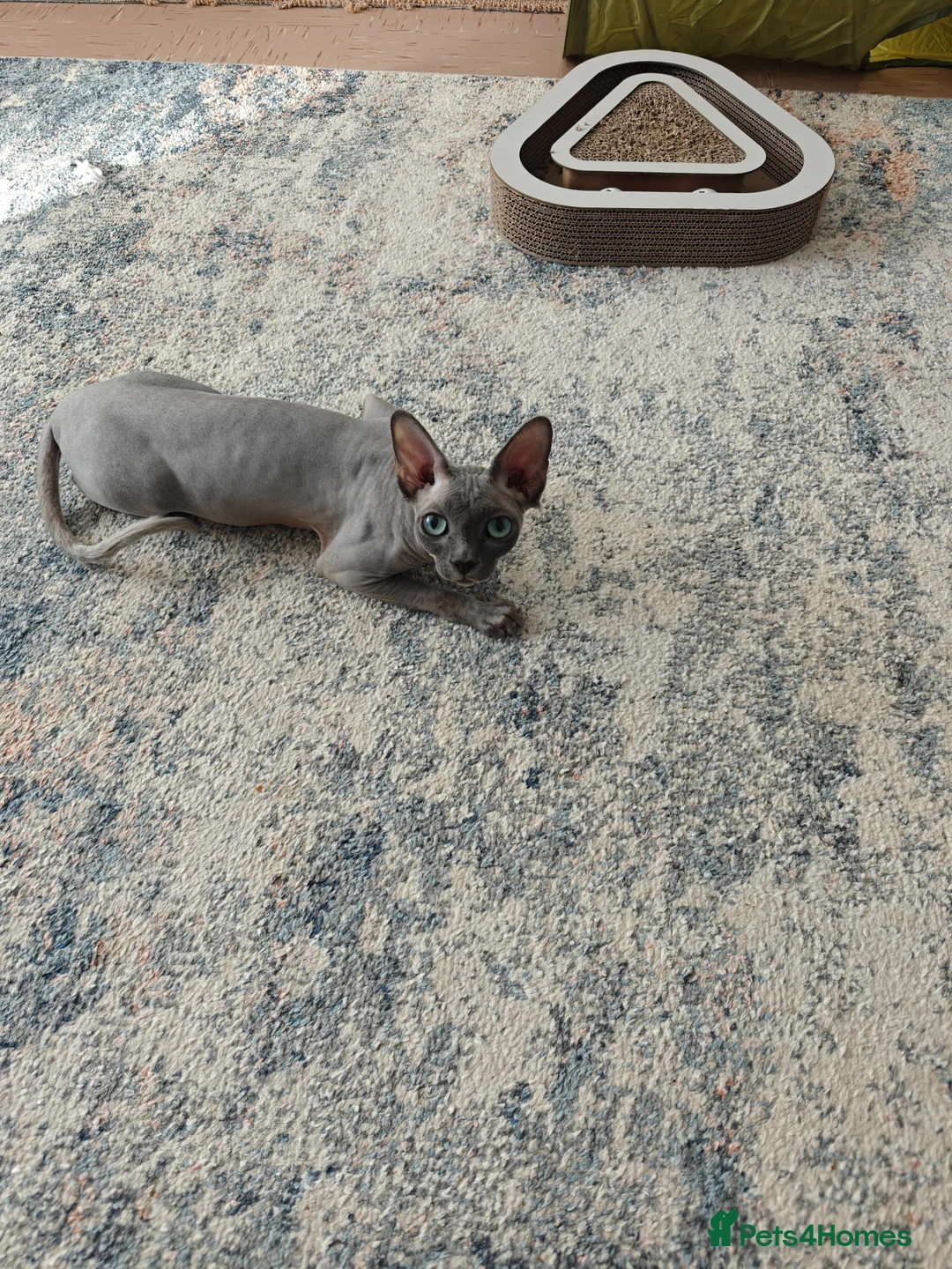 Sphynx cats for sale: Lilac female cat 13 months old  - Advert 2