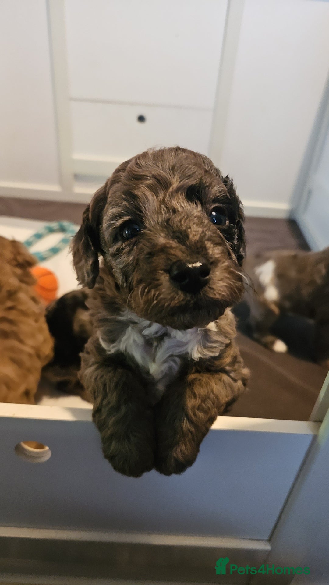 Cavapoo dogs for sale: Beautiful toy cavapoos  - Advert 2