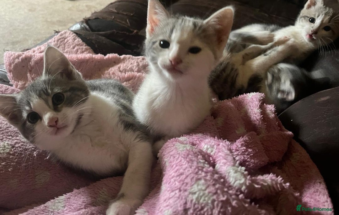 Mixed Breed cats for sale: Grey and white kittens ready now - Advert 5