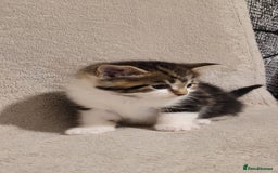 Russian Blue cats for sale: Kittens for sale - Advert 8