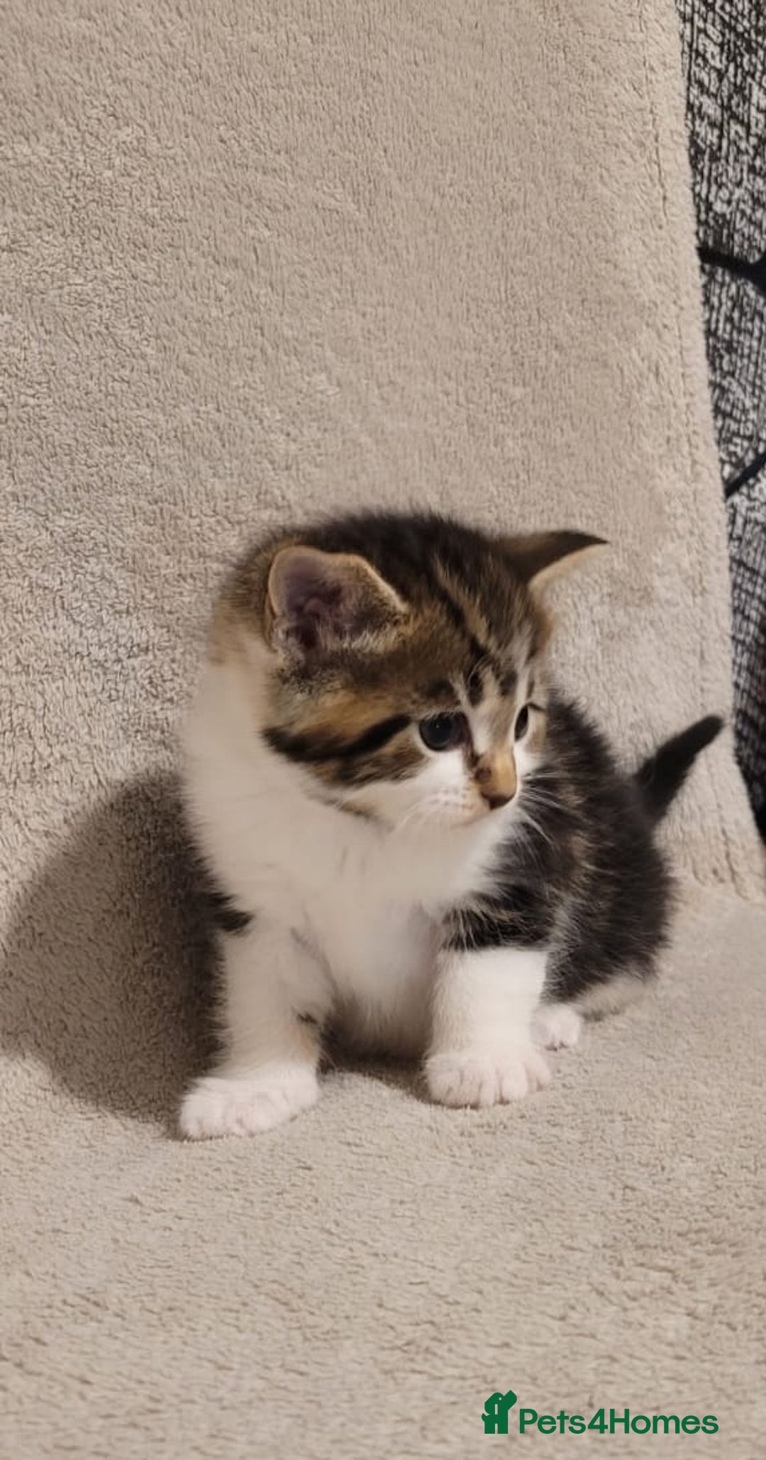 Russian Blue cats for sale: Kittens for sale - Advert 8