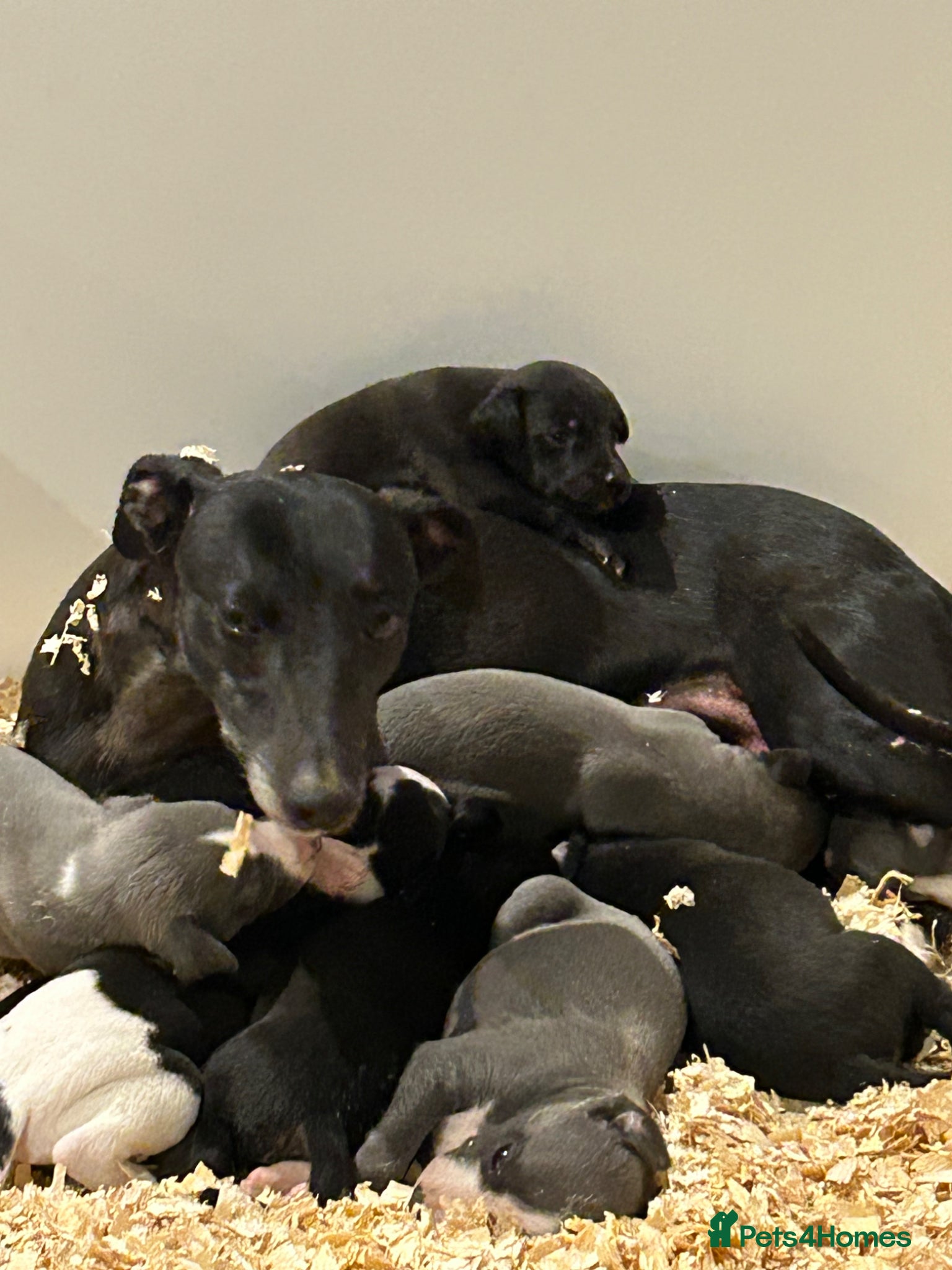 Whippet dogs for sale: Summer’s lovely puppies  in North Tawton - Advert 3