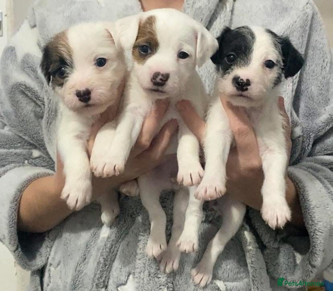 Parson Russell dogs for stud: KC Reg Parson At Stud Only - Advert 9