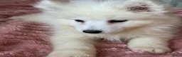Samoyed dogs for sale: Exceptional Crufts-Line Samoyeds | Health Tested - Advert 18
