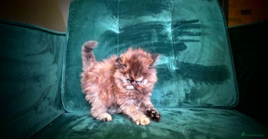 Persian cats - Advert 12