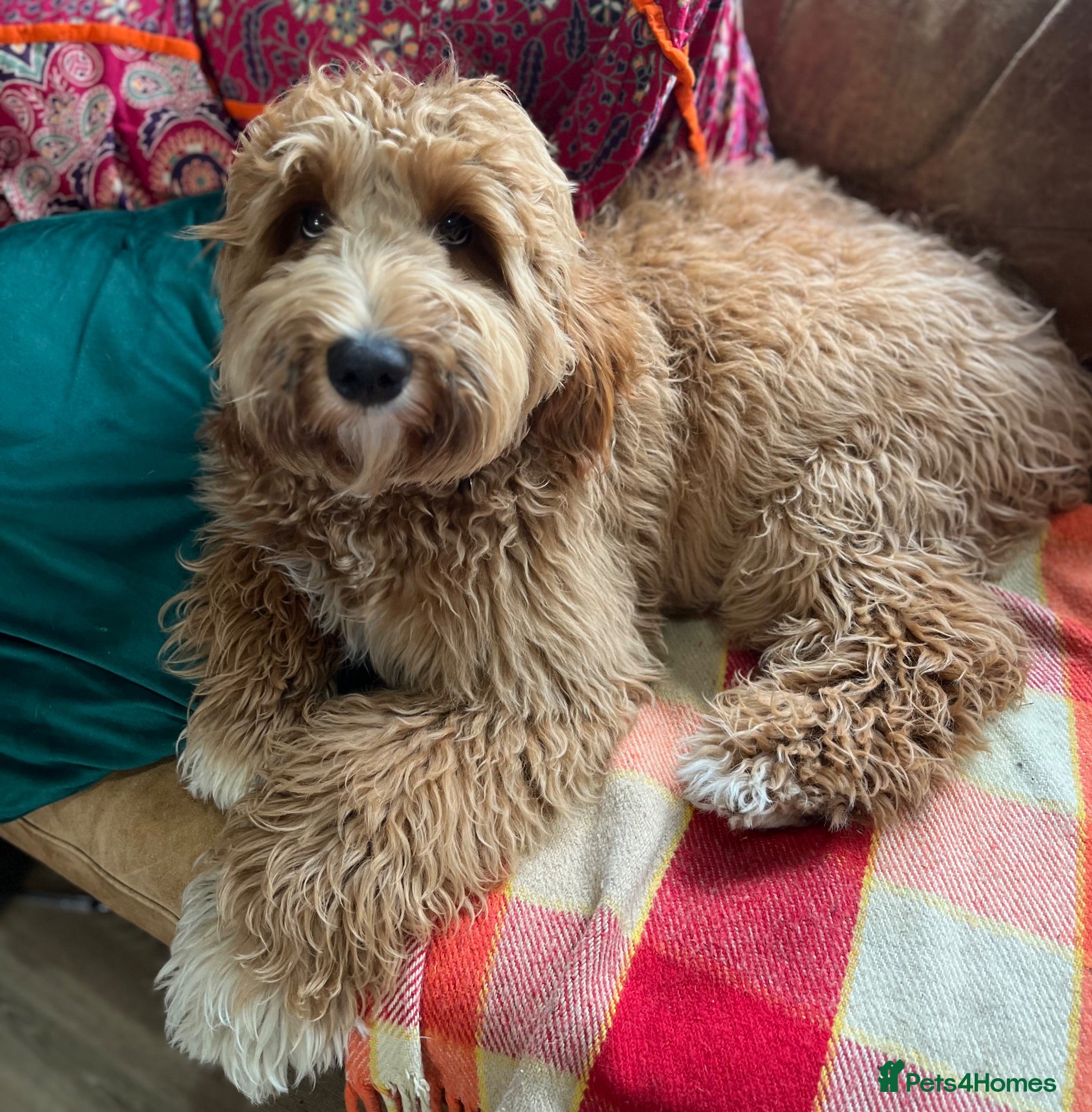 Labradoodle dogs Labradoodle full Australian  - Advert 18