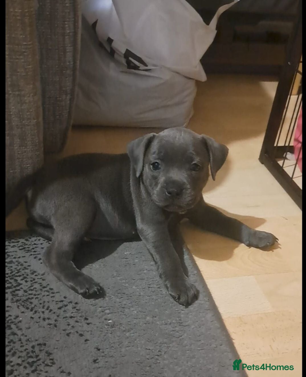 Staffordshire Bull Terrier dogs Kc registered staffordshire bull terrier puppies - Advert 1