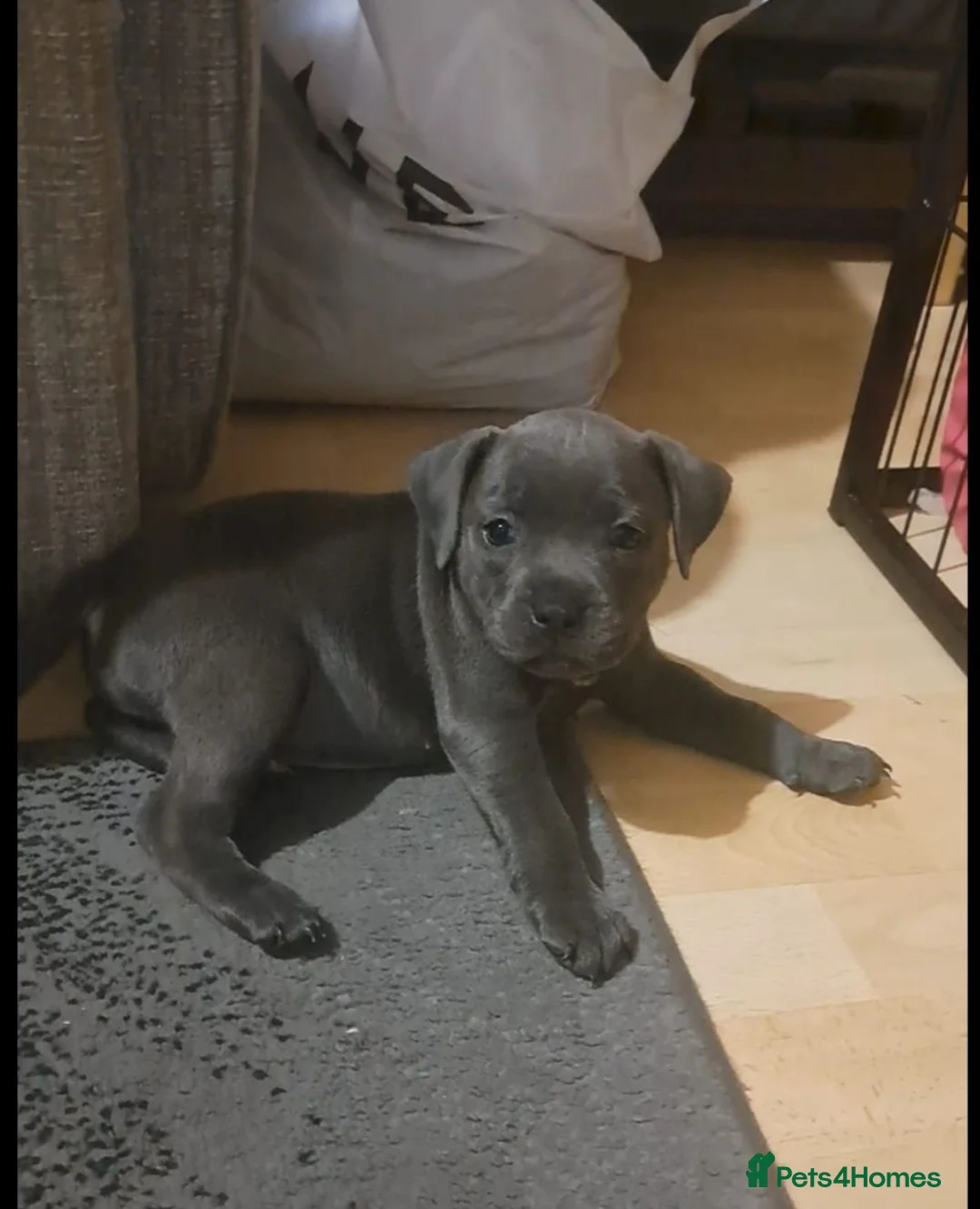Staffordshire Bull Terrier dogs for sale: Kc registered staffordshire bull terrier puppies in Swansea - Advert 1