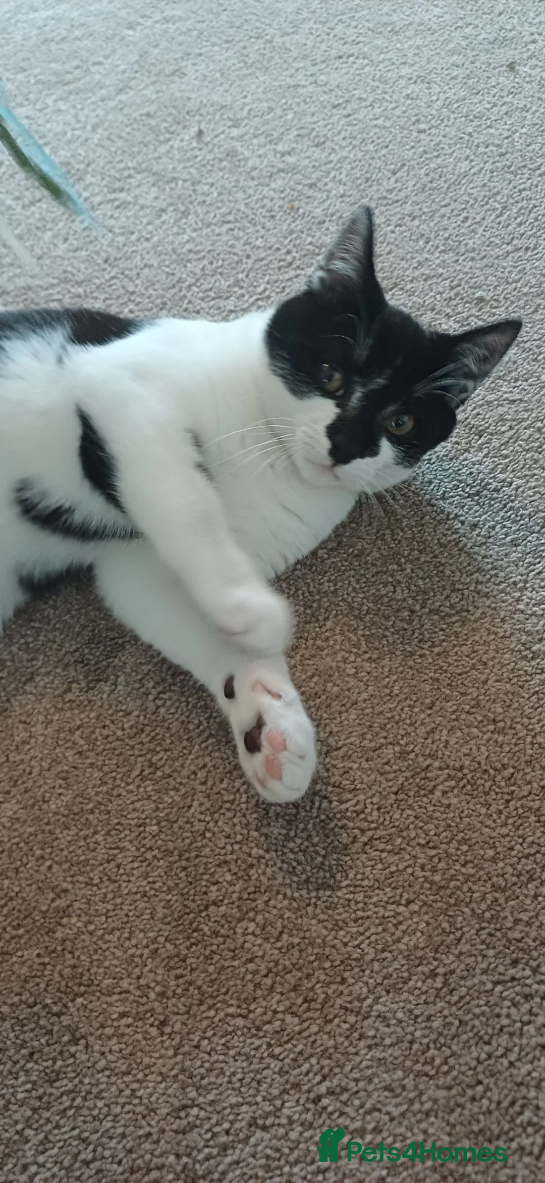 Domestic Shorthair cats for sale: Lokii - Advert 3