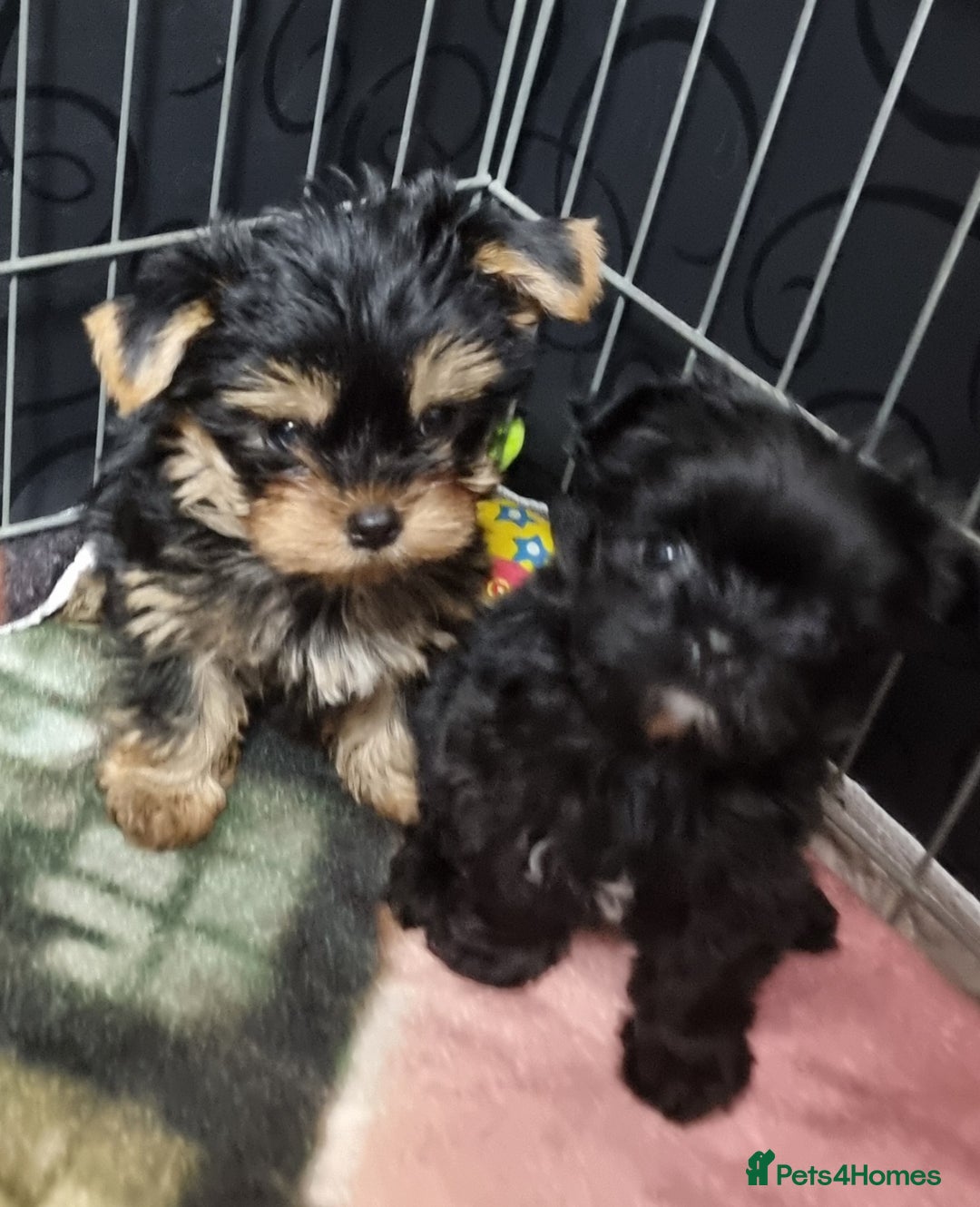 Yorkshire Terrier dogs for sale: Yorkshire Terrier puppies  - Image 14