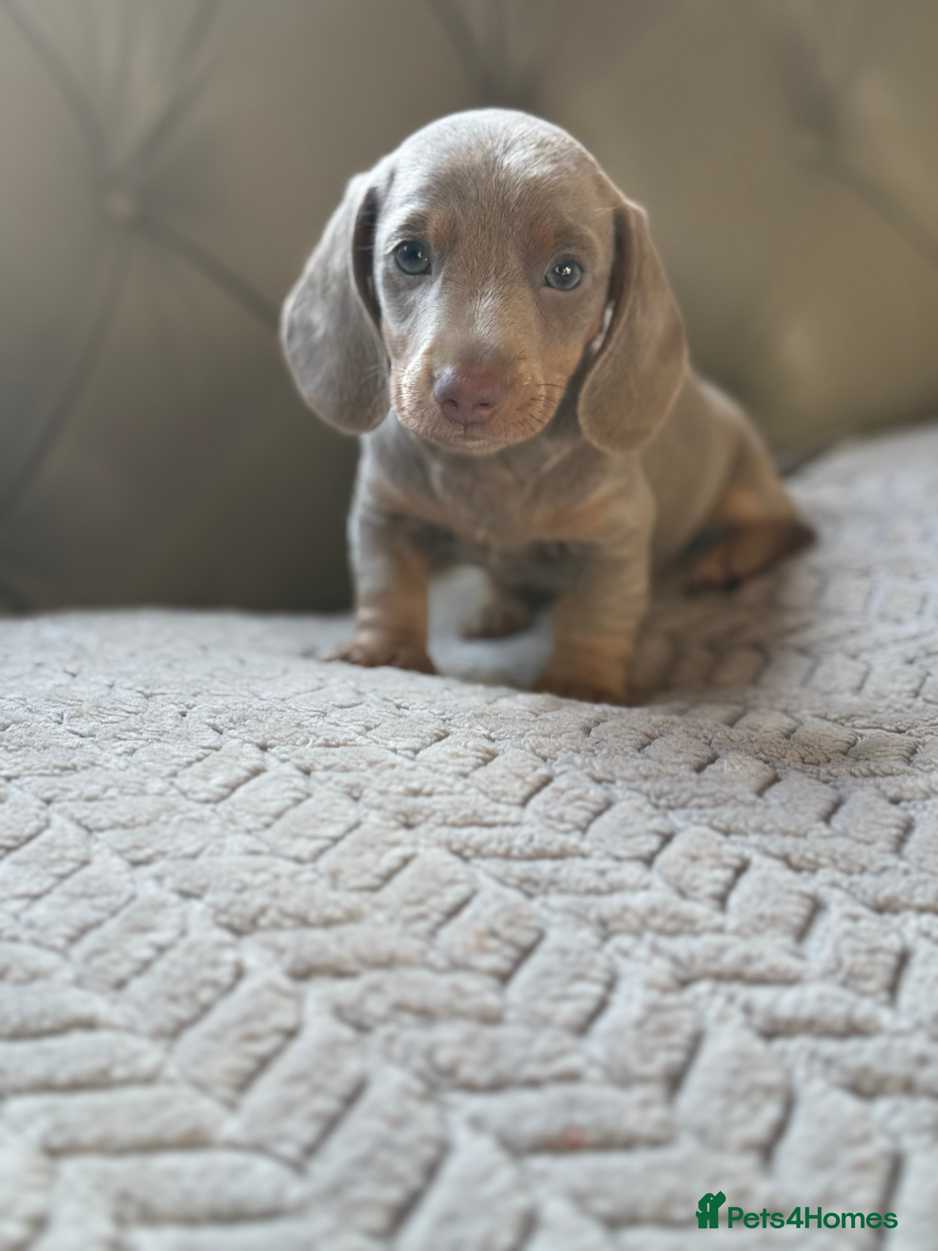 Miniature Dachshund dogs 🎀 SHOW QUALITY KC REGISTERED MALES AND FEMALES 🎀 - Advert 8