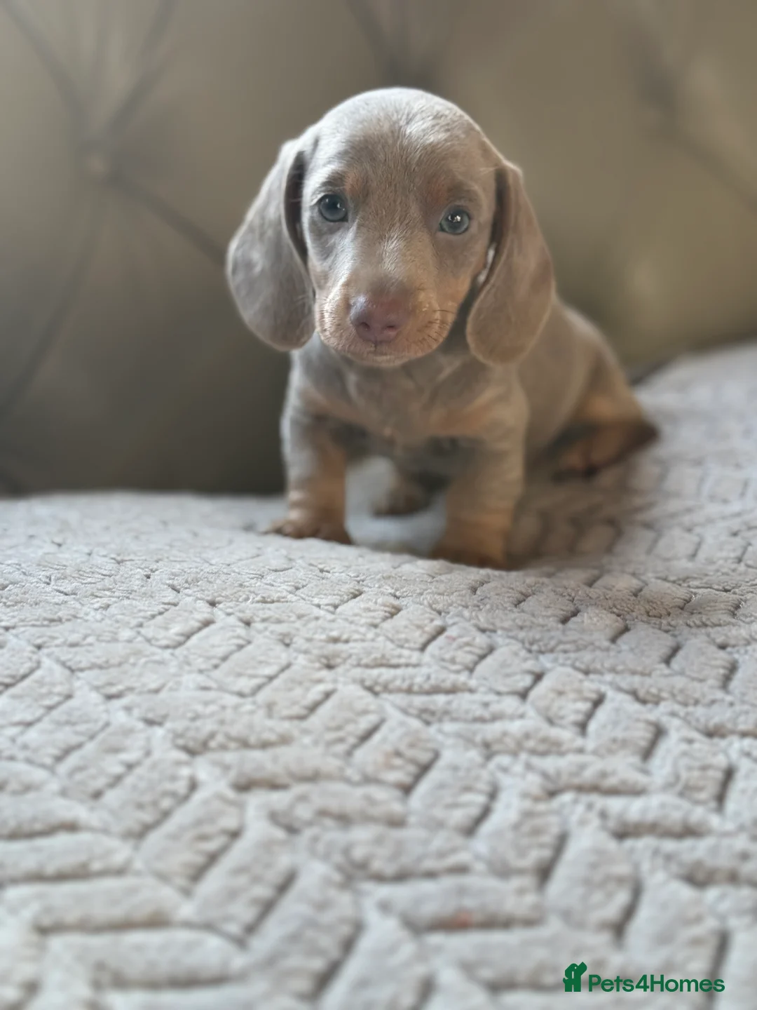 Miniature Dachshund dogs for sale: 🎀 SHOW QUALITY KC REGISTERED MALES AND FEMALES 🎀 - Advert 20