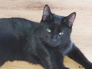 Mixed Breed cats 4 black kittens - Advert 13