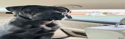 Cane Corso dogs for sale: Rehomeing cancorso urgent need rehoming 500£ - Advert 3