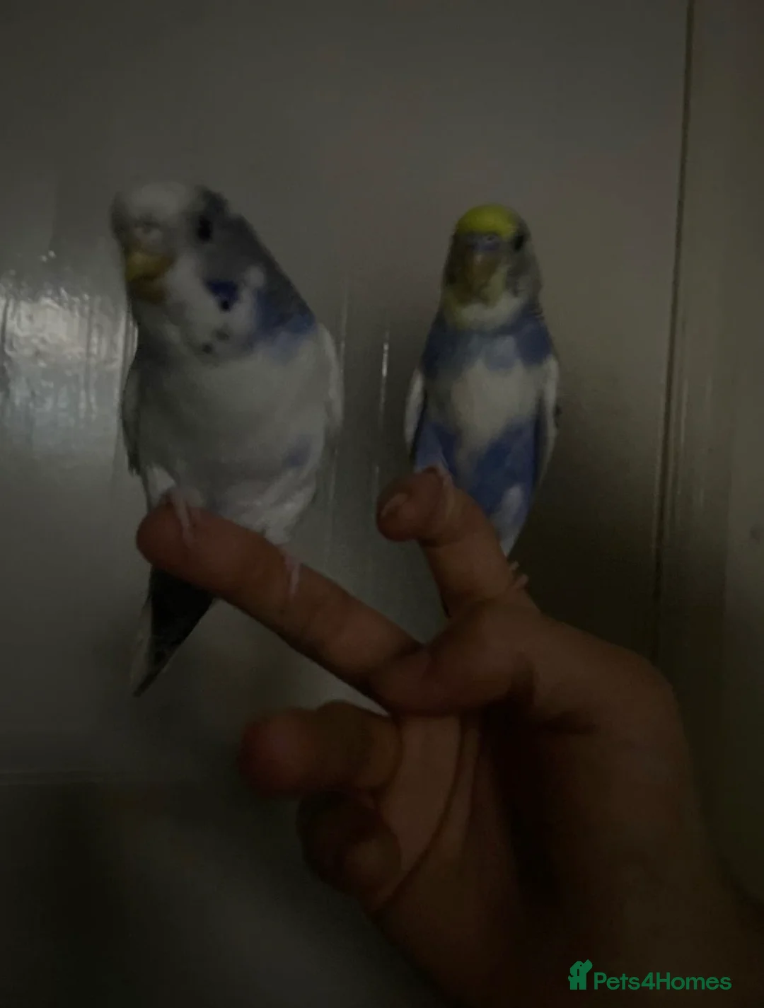 Budgerigars birds for sale: Lonely beautiful budgies (Sold together) - Advert 4