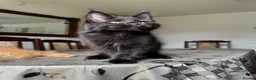 Maine Coon cats for sale: LARGE MAINE COON KITTENS *2Left* - Advert 4