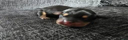 Mixed Breed dogs for sale: French bull weiner puppies - Advert 7