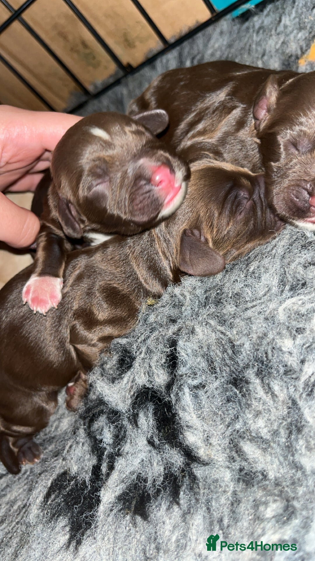 Cocker Spaniel dogs for sale: Beautiful cocker spaniel puppy’s  - Advert 6