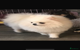 Pomeranian dogs for sale: Stunning Kc-reg boys 🌟🌟🌟🌟🌟 - Image 20