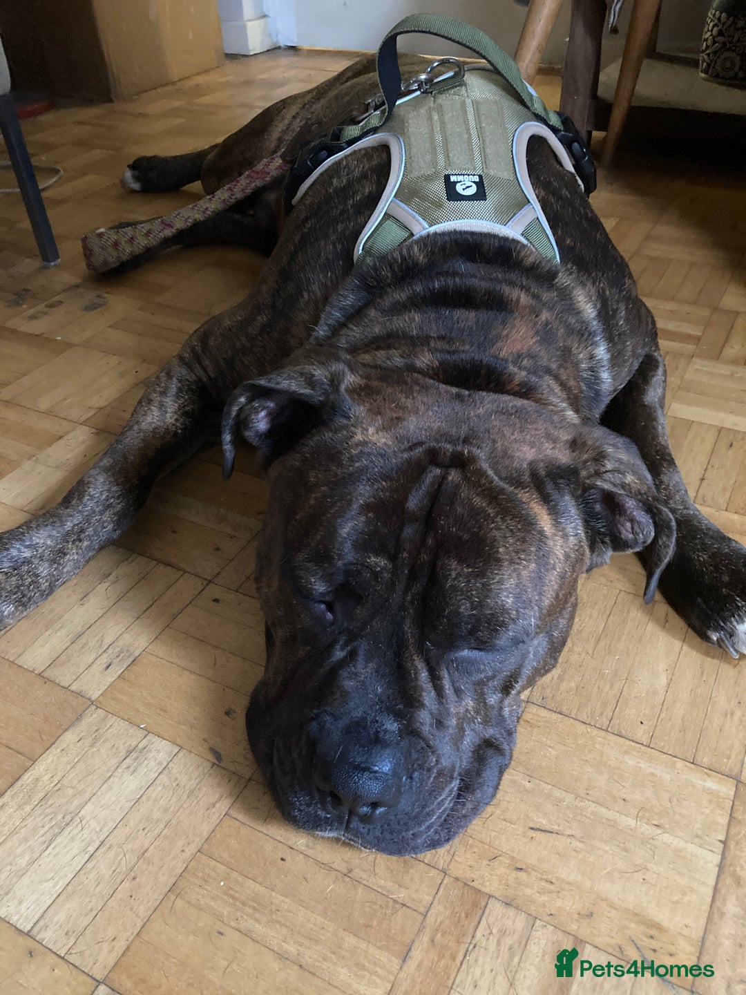 American Bulldog dogs for sale: A loving home needed for an American Bulldog.  - Advert 6