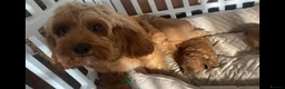 Cockapoo dogs for sale:  F1b American Cockapoos * Health Tested Parents * - Advert 29