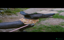 Mexican Hairless dogs for stud: Rollie the Xoloitzcuntle - Image 3