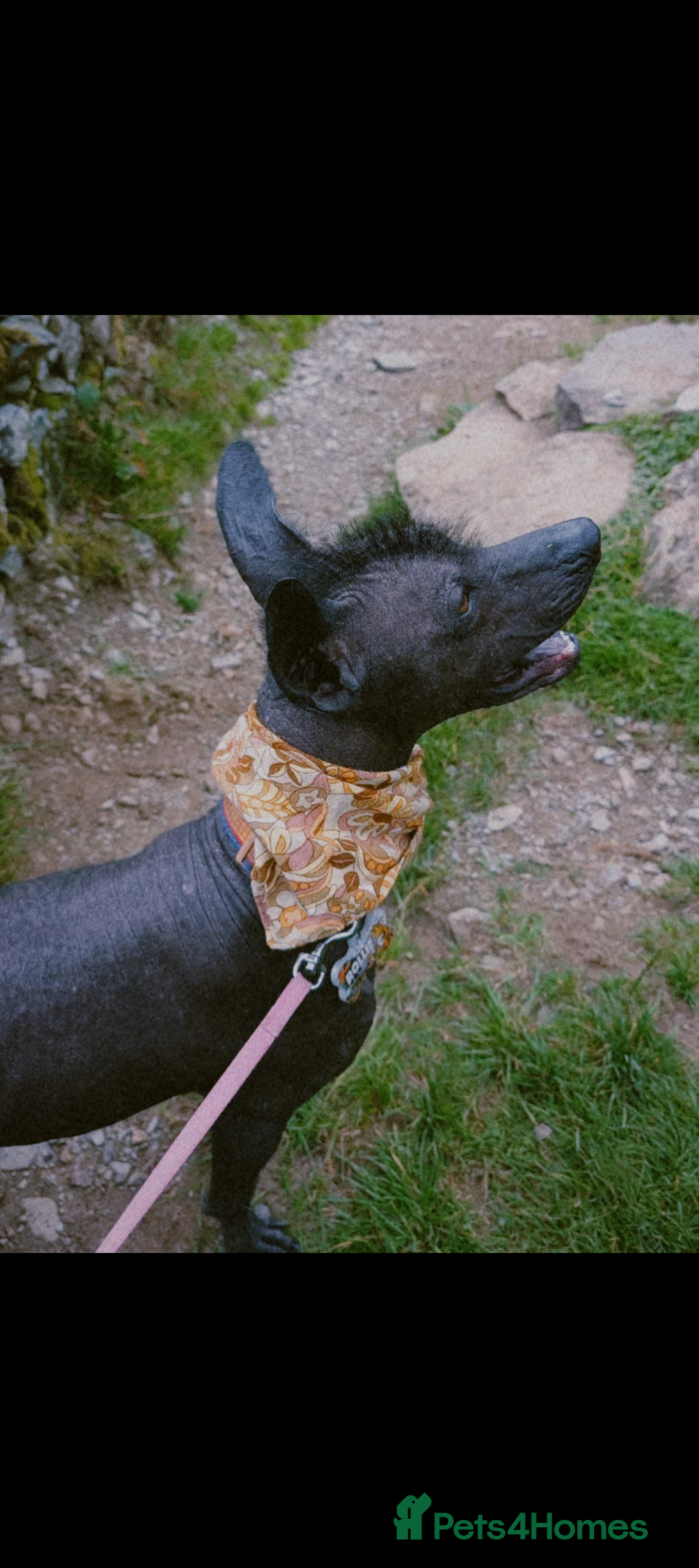 Mexican Hairless dogs for stud: Rollie the Xoloitzcuntle - Image 3