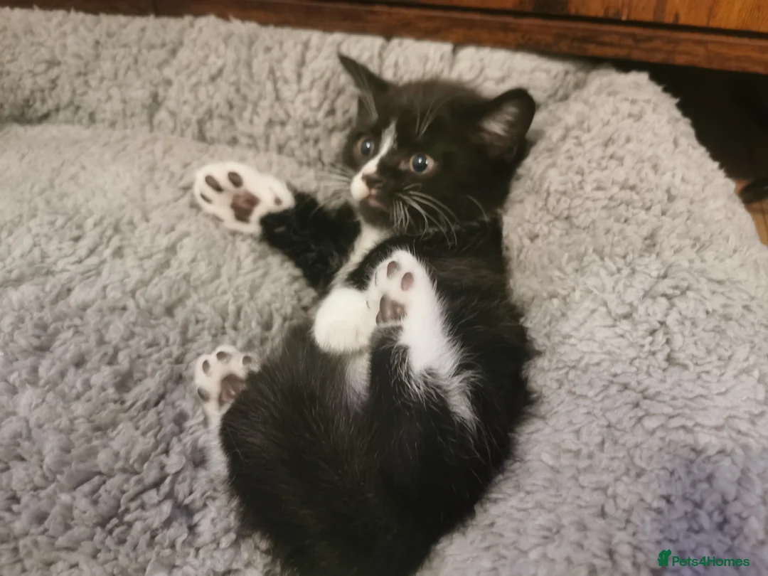 British Shorthair cats for sale:  **  under the  **  tree, Cute kittens - Advert 6