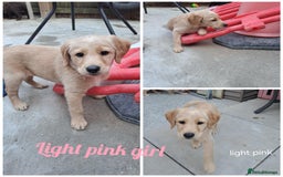 Labradoodle dogs for sale: Ready now!!!  Labrador/ labradoodles - Image 3